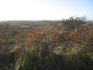 img_4142